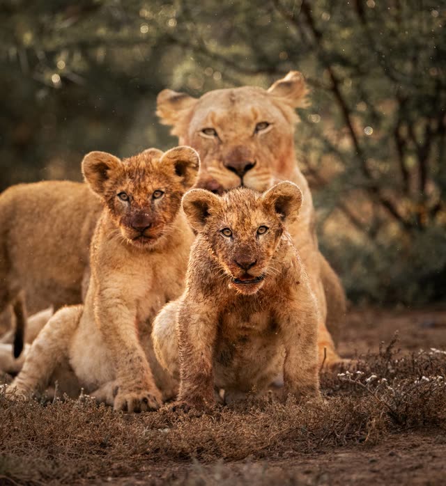 A lioness lying behind two lion cubs, all three looking straight into the camera.